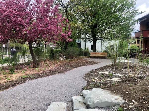 Biodiverser Garten Triemliplatz mit blühendem Prunus